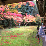 高桐院 - 江戸初期発という｢楓と苔の庭｣(2016.11月)