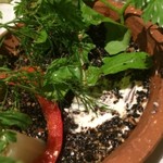 現代ガストロノミー 四匹の猫 - 発酵ピクルス：土台も食べれます