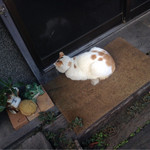 Katsugyo Chibaya - 猫