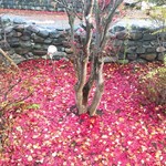 味道広路 - もみじの絨毯