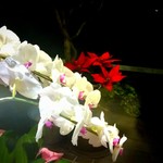 シック プッテートル - 