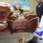 炉ばた焼　しばらく - うちわ海老(201612)EOS Kiss X4