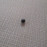 トゥールダルジャン - 鳩から散弾銃の玉がΣ(･ω･ノ)ノ野生の証拠ですね