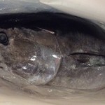 炉端焼き 鷹島本まぐろ 魚然 - 