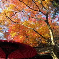 旬彩 猪名野 - 