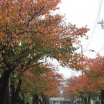 ベッカライ ビオブロート - 2016.11月の芦屋　ビオブロートの周辺は桜の紅葉がきれいです。