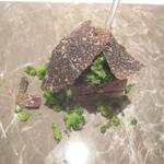 ル・ヴァンキャトル - 鹿パテ・冬トリュフ・ブロッコリー