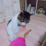 本庄鮮魚センター - アジをどうぞ！