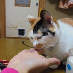 本庄鮮魚センター - おいしいのでよく食べます