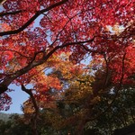 Shigetsutei - 西明寺境内の燃える紅葉