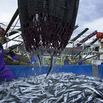 日本酒商店 YODARE - 