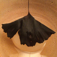緒方 - カブラ蒸し いちょうの葉の炭化したものを載せて