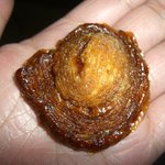 パティスリー リエルグ - エスカルゴ　再訪２