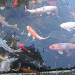 ごん助 - 鯉がいっぱい集まってきた