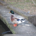 ごん助 - あひるさんとセキレイさんものんびり