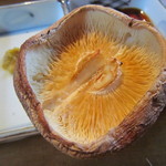 ごん助 - どんこ椎茸