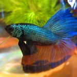 Sakura Matsuri - 店内の雰囲気