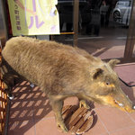 Nikuno Negi - お店にあった猪のはく製