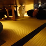 虎茶屋 - 猫のカブ