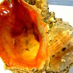 ウシマル - 赤西貝の貝殻(15cm位)