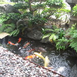 トミスミート - 和風庭園の鯉