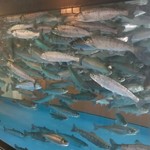 日本橋 - 山女！