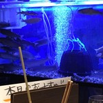 小川の魚 - 