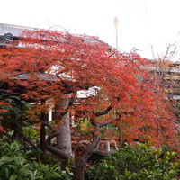 東京 芝 とうふ屋うかい - 