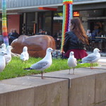 Brunetti  - AUG名物のチョーダイカモメ、ディズニー映画のファインディング ニモ にも登場^_^