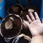 South Melbourne Market - ここにもでっかいマッシュルーム