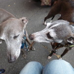 South Melbourne Market - ペット連れが多いのよ～犬と遊んだよ