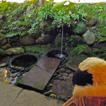 兼六園 三芳庵 - 離れの玄関先にある前栽。ちびつぬ「お水が流れてて、いいムードね～」
      