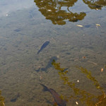 兼六園 三芳庵 - 池にはお魚さんが泳いでます。
