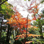 兼六園 三芳庵 - そろそろ次の観光場所に向かわないといけないので、
      お名残り惜しいけど、最後に兼六園のもみじを見納め～
      このあとも金沢の人気観光スポットに行くよ。
