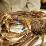 乃り英 - 3匹お願いした「津居山蟹」
      
      2016.12撮影