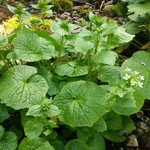 Bikuya - 春の山菜　山葵