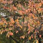 日比谷松本楼 - 白金台の桜の紅葉