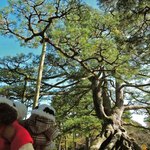 兼六園 三芳庵 - これも兼六園名物の根上松(ねあがりまつ)だよ。
      根っこのところが丸見えでおもしろいな～