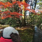 兼六園 三芳庵 - この秋は金沢に来たおかげで、
      もみじを満喫できました。