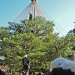 兼六園 三芳庵 - おっ、ちょうど雪吊りの作業をしているところだよ。
      珍しいものが見れて良かったね。
      地元のテレビ局の人も取材に来ていました。