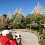 兼六園 三芳庵 - あっ、ほら、ちびつぬ見てごらん。雪吊りだよ。
      兼六園では11月に入ると雪吊りの作業が行われるそうなの。
      樹木を雪から守るために5本の芯柱が建てられて、
      縄で枝を吊ってるんだよ。