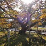 兼六園 三芳庵 - 立派な樹だね～旭桜だって。
      桜が咲いてる頃にも来てみたいね。
