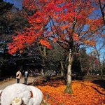 兼六園 三芳庵 - 兼六園のもみじもきれいだな～