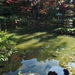 兼六園 三芳庵 - 園内はすごく広くて、きれいな池がいくつもあります。
      
      ちびつぬ「おさかなさ～ん」