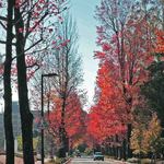 兼六園 三芳庵 -  
      途中にカナダみたいな道があったよー
      金沢は風光明媚だね～