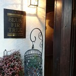 BLUE FIR TREE  - 