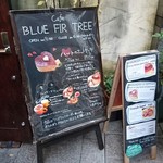 BLUE FIR TREE  - 