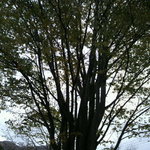 Torattoria Kamino - お庭に植えてある立派な木☆