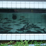 美加登家 - 店の水槽・・・鮎がいっぱい泳いでいます。