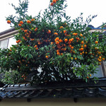 似故礼 - みかんがいっぱいなってるおうちがあったよ。